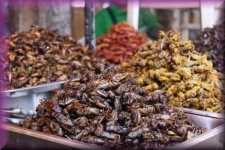Insekten